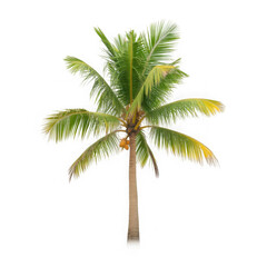 High resolution Palm trees isolated on white background with clipping path
