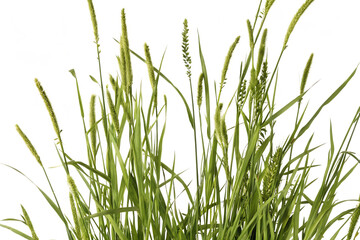 Naklejka premium Close-up of Green Foxtail Grass Seed Heads Against Abstract Background plant isolated on a transparent background