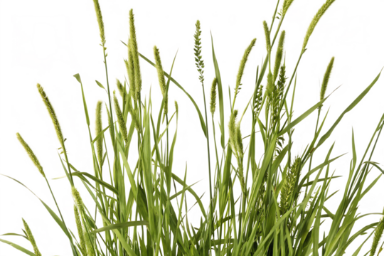 Close-up of Green Foxtail Grass Seed Heads Against Abstract Background plant isolated on a transparent background