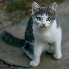 Domestic cat in the countryside in the evening.