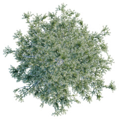 Obraz premium Abies lasiocarpa Tree plan view 4k cutout transparent background
