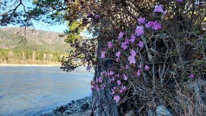 Altai landscape with Rhododendron dauricum flowers on foreground, spruce and river Katun on middleground