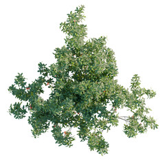 Barringtonia acutangula Tree plan cutout isolate on white background