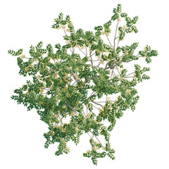 Cassia fistula Tree top view 4k isolate cutout