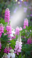 Fototapeta premium Close-up of vibrant pink and white lupines in a garden setting