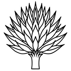 Podocarpus macrophyllus line art vector