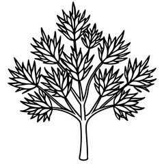Fototapeta premium Podocarpus macrophyllus line art vector