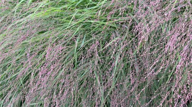 Switch grass panicum in the garden.