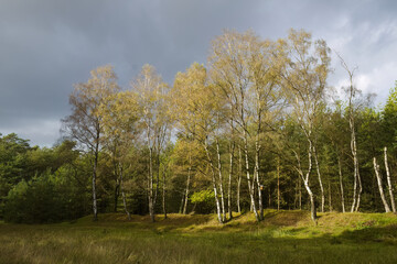 birch forest in summer just before a storm, dramatic sky, Sunshine in a mixed forest with dark storm clouds, conifers and birch with white bark, beautiful light green leaves, wild meadow