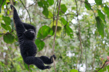 Wild Siamang gibbon in Malaysia jungle