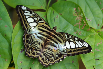 Parthenos sylvia butterfly standing on leaves