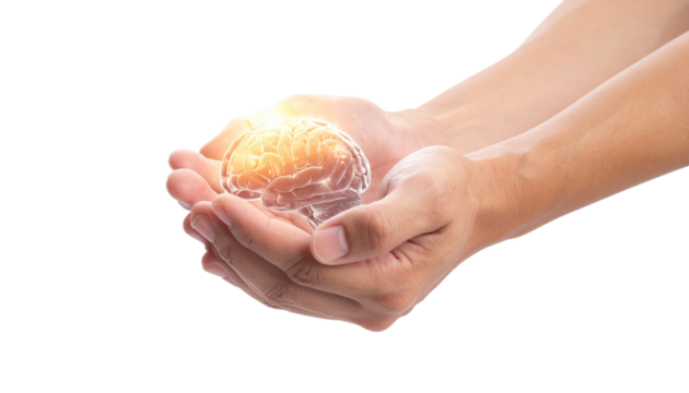 Human hands gently holding a glowing illuminated brain symbolizing knowledge and intelligence isolated on solid white background in Png.