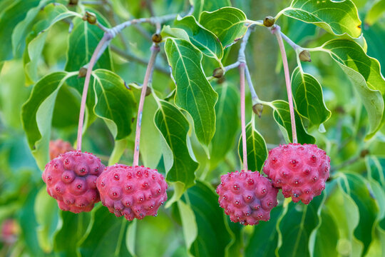 Cornus kousa chinensis 'Milky Way' Detail Frucht