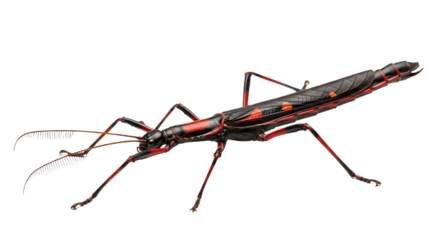 Achrioptera Manga with transparent PNG background