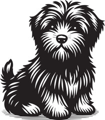 Briard Dog in Black and White – Elegant French Herding Breed Photography