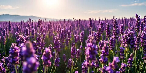 Fototapeta premium Sun-drenched lavender field, fragrant purple blooms, farming, scenic view