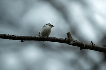 Eurasian Nuthatch Perched on a Branch, a Cute Bird with a Lively Expression