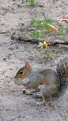 Ecureuil, Central park, USA
