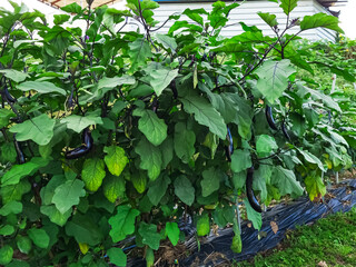 Fresh eggplants (brinjals/aubergines) growing on healthy plants in a vegetable garden. The green leaves and purple fruits show natural farming and organic food production. Perfect for agriculture, gar