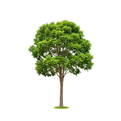 tree isolated on white