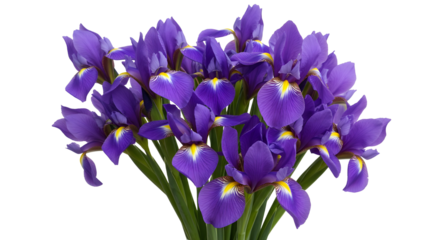 Bouquet of vibrant purple iris flowers with yellow accents and green stems isolated PNG with Transparent Background
