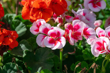 Pelargonium - Storksbills - Close up shot