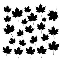 Autumn Maple Leaves Design.