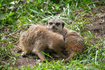 Two Meerkats cuddling with each other