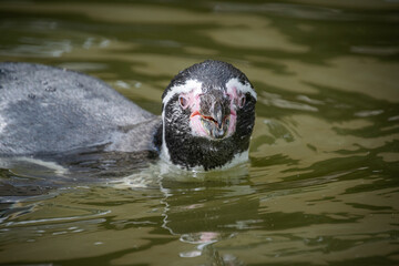 A penguin swimming in the water - Close up