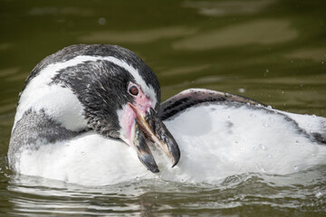 A penguin swimming in the water - Close up
