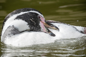 A penguin swimming in the water - Close up
