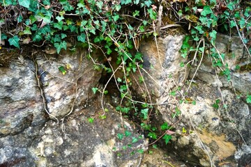 ivy growing on a rock