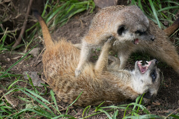 Two Meerkats are fighting each other