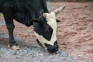 A close up of a cow