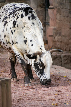 A close up of a cow