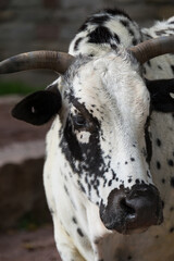 A close up of a cow