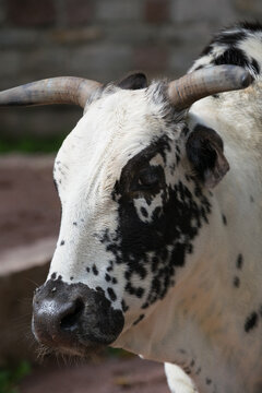 A close up of a cow