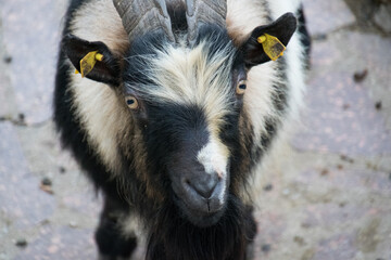 A goat with yellow tags on its ears
