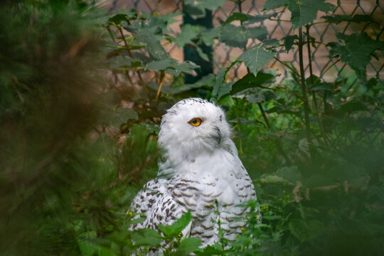 A white owl sitting in the grass near a fence