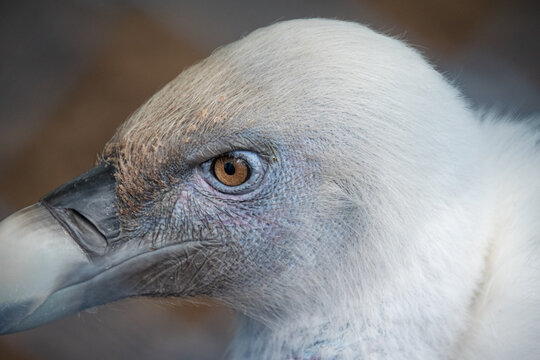 Eurasian Griffon Vulture - Close up