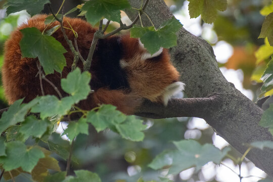 Red Panda sleeping on a tree