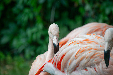 Flamingo - Wading Bird - Close up