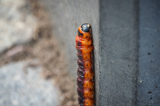 Caterpillar - Cossus cossus - Close up