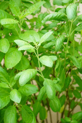 Ocimum tenuiflorum leaves grown in a kitchen garden with among green leaves and soft blurred style for background. It is considered a Thai herb.