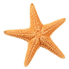 Light Orange Starfish on a Matching Monochromatic Background for Summer Beach Vibes
