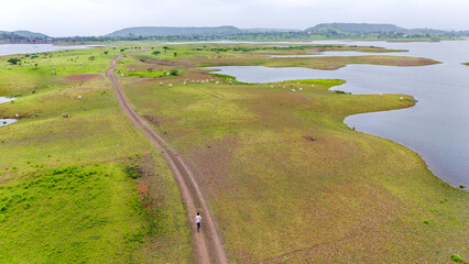 Naklejka premium Aerial view of Chacha Kota, Banswara, Rajasthan during monsoon, showing white cows grazing on a small island, a shepherd, and a path through lush green vegetation.