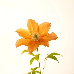 Vibrant orange clematis flower isolated on white background