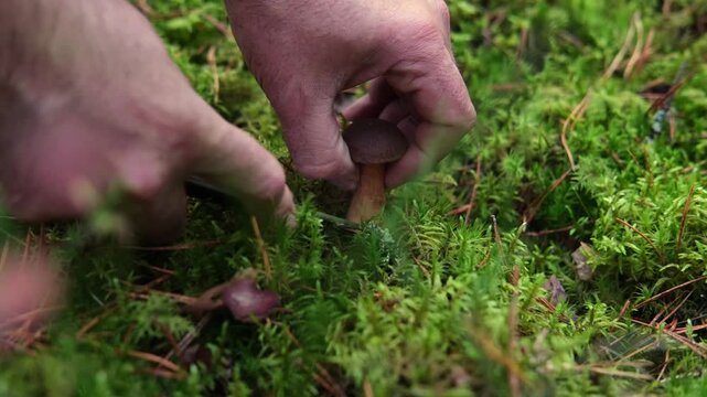 A mushroom picker found a Polish mushroom in the autumn forest and cuts it with a knife.