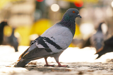 Close-up of rock pigeon columba livia standing on urban pavement outdoors in sunlight