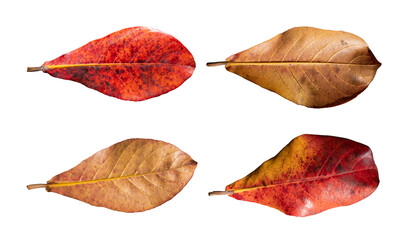 Indian almond leaves isolated on white background